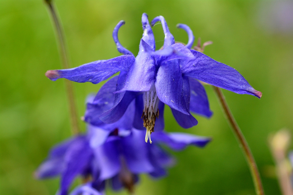 Gewöhnliche Akelei (Aquilegia vulgaris)