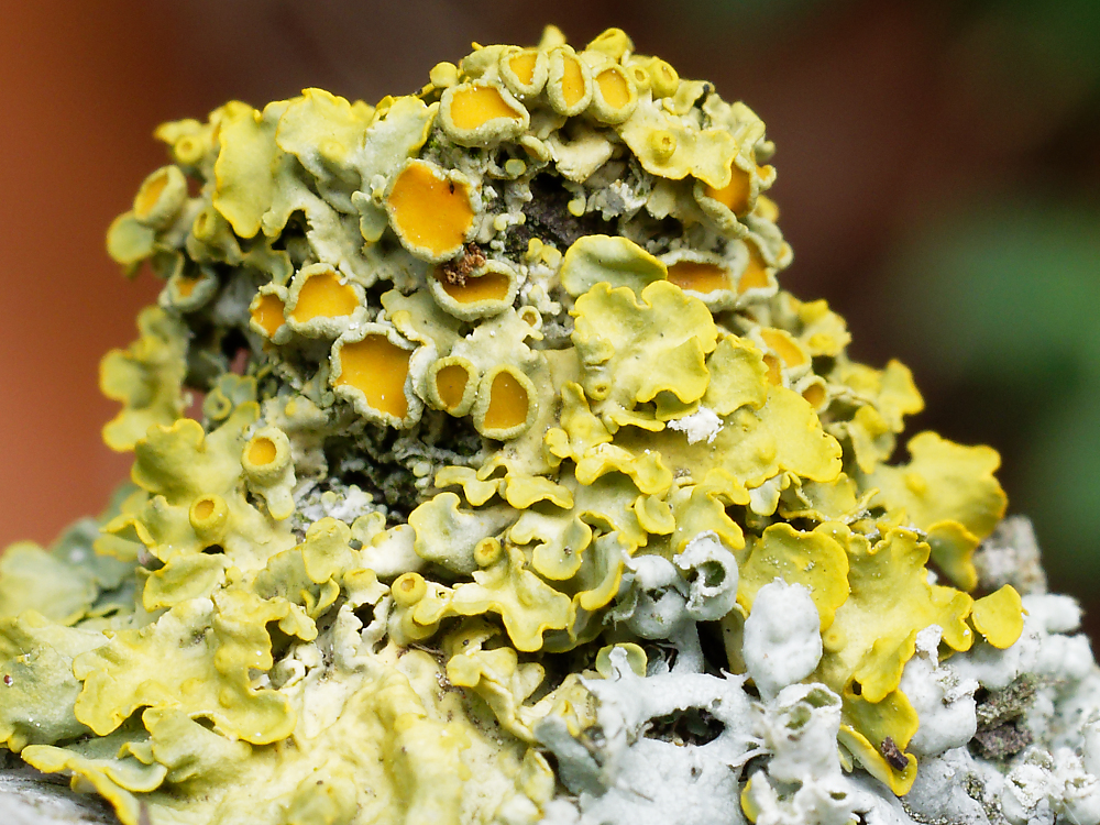 Gewöhnliche Gelbflechte Xanthoria parietina