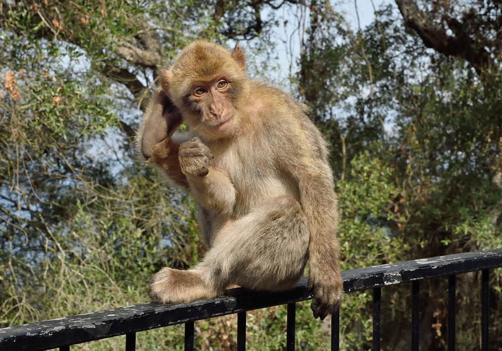 Gibraltar, Cave Affe 1