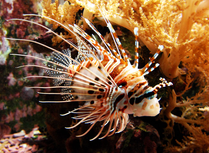 giftig und schön
Rotfeuerfisch