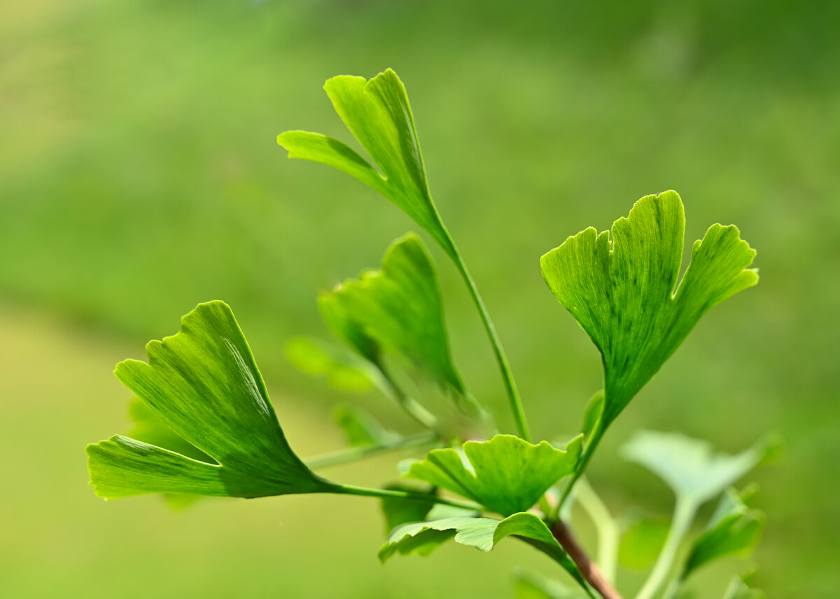 Gingko-Baum