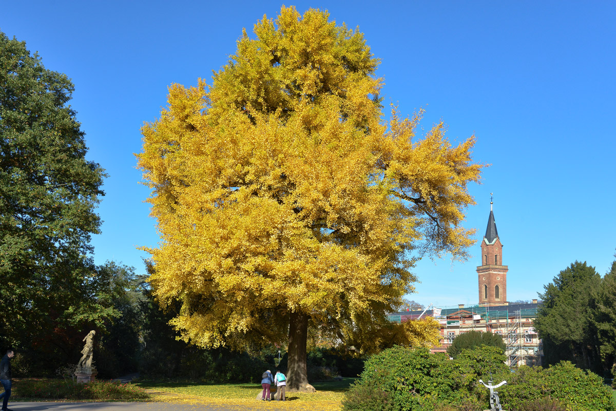 gingo_baum_weinheim.jpg