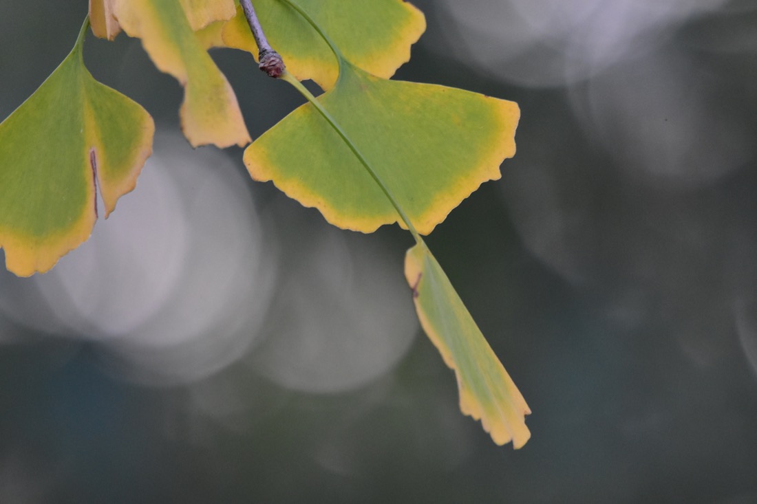 Ginkgobaum Herbst