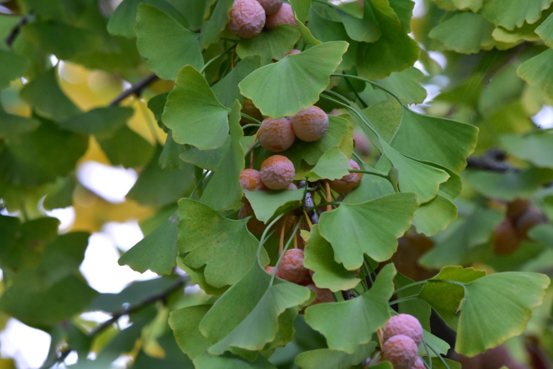 Ginkgobaum mit Früchten