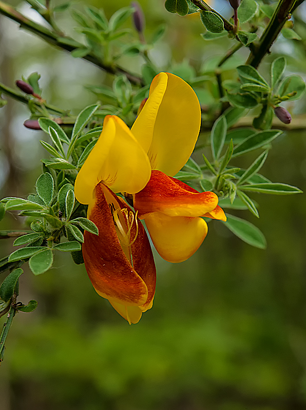 Ginsterblüte 4.jpg