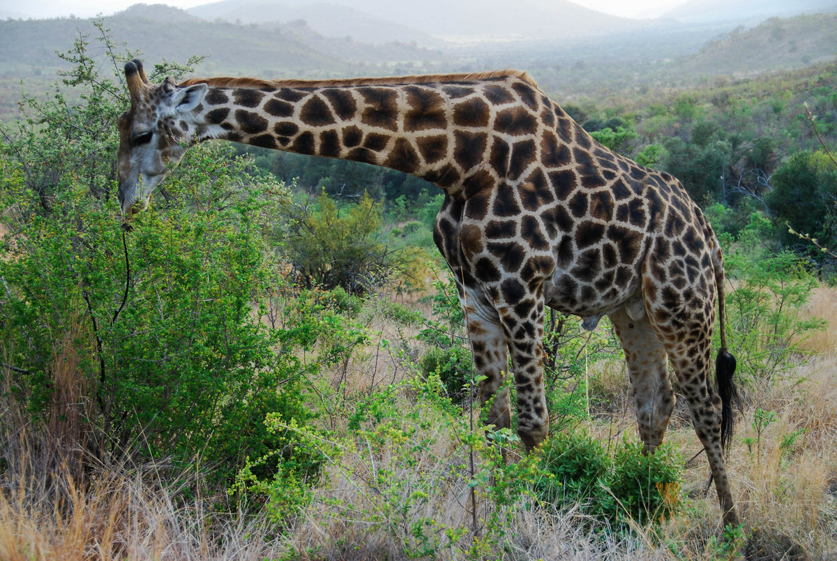 Giraffe äsend.jpg