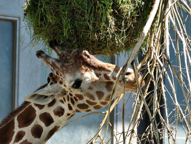 Giraffe 2