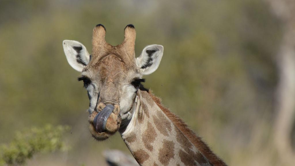 Giraffe im Hwange NP
1161