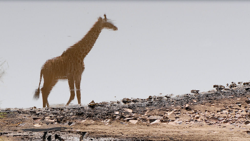 Giraffe im Lake Magadi, Serengeti
2134