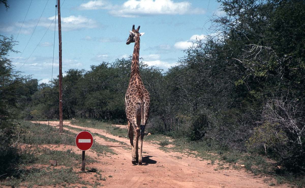 Giraffe Krügerpark November 1996.jpg