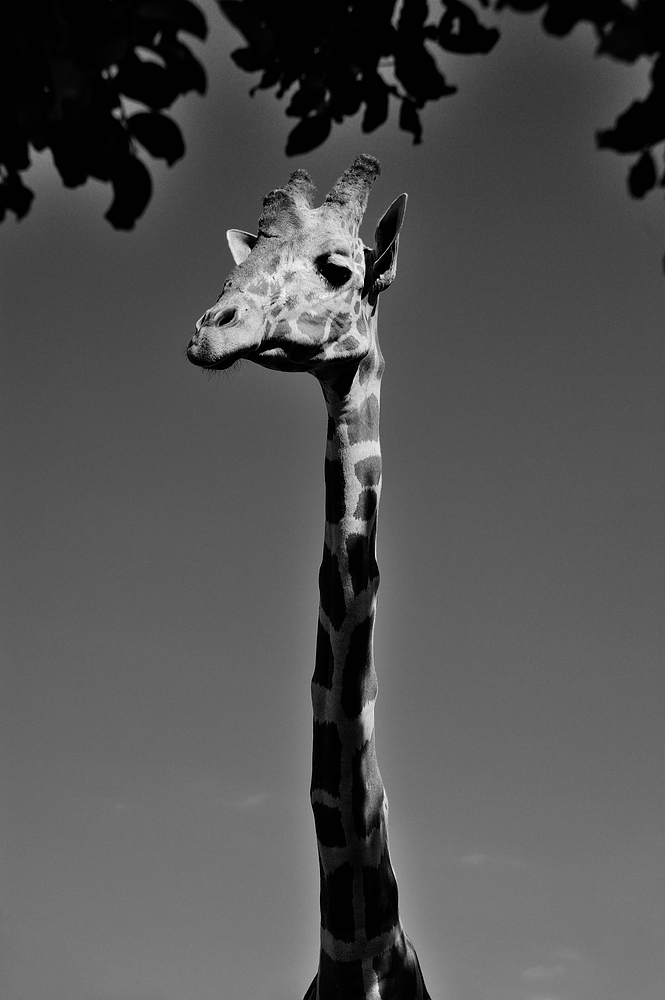 giraffe SW