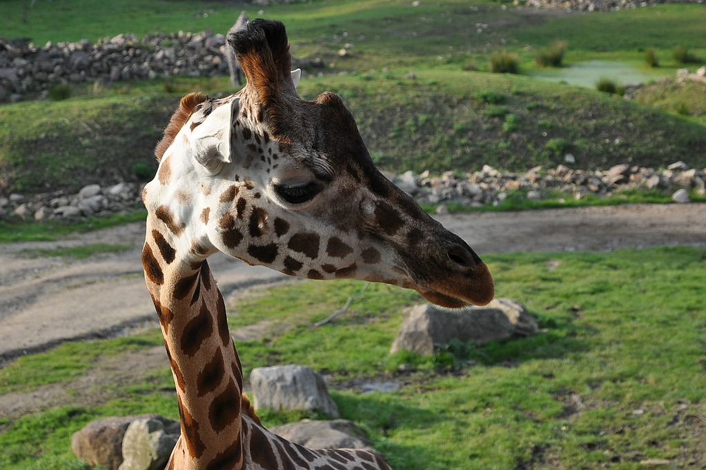 Giraffe