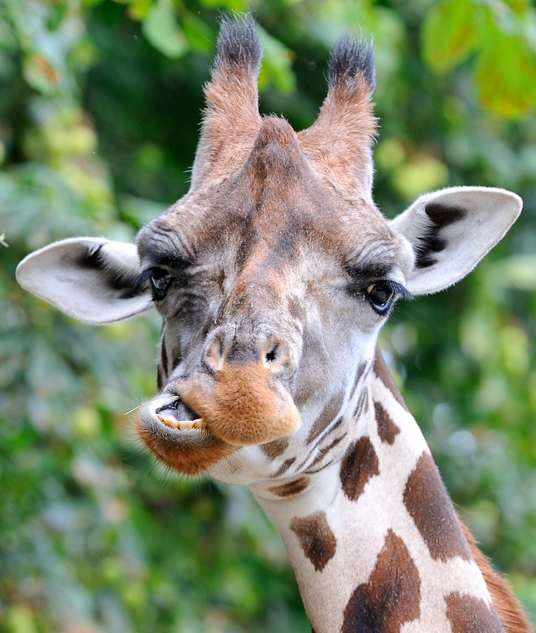 Giraffe