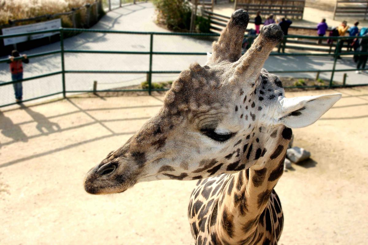 Giraffe
