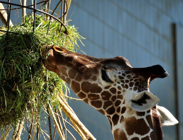 Giraffe