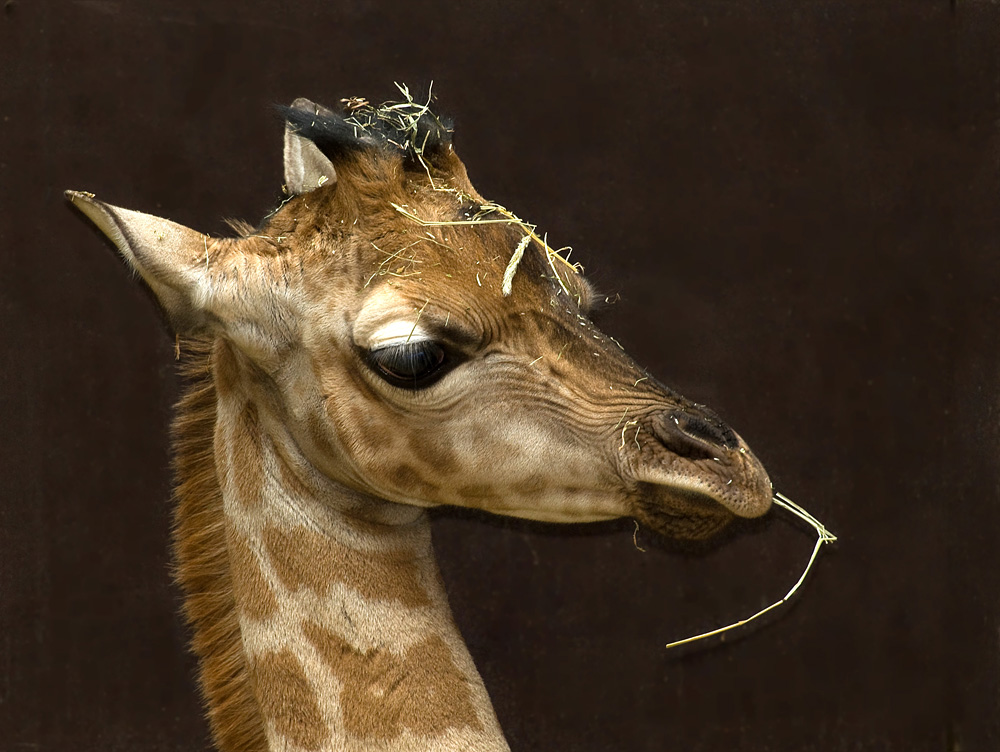 Giraffenbaby D700 - 70 200 + TC III Aalborg Zoo ,