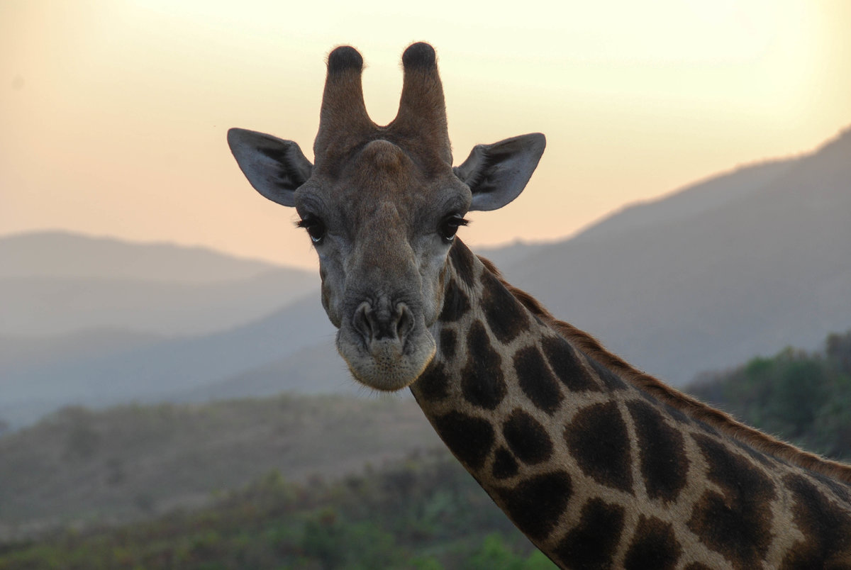Giraffenblick.jpg