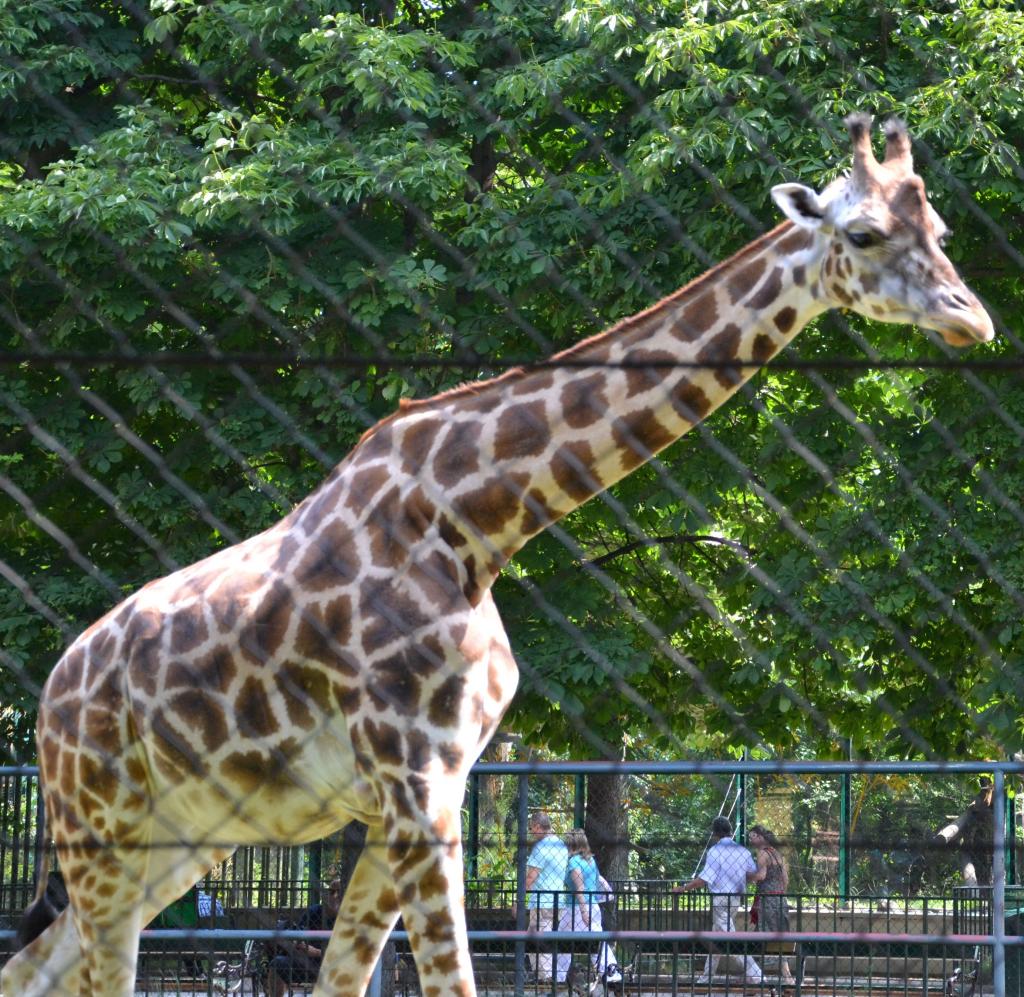 Girraffe