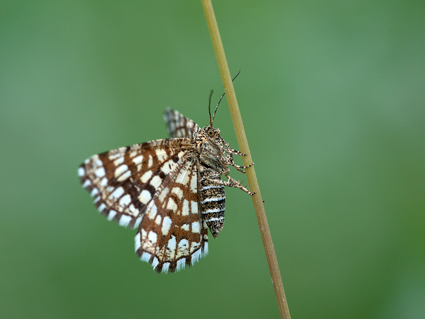 Gitterspanner 2012-05-27