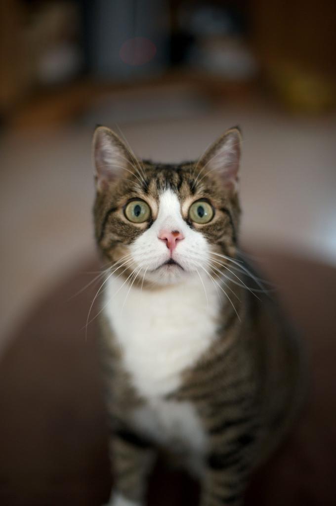 Gizmo