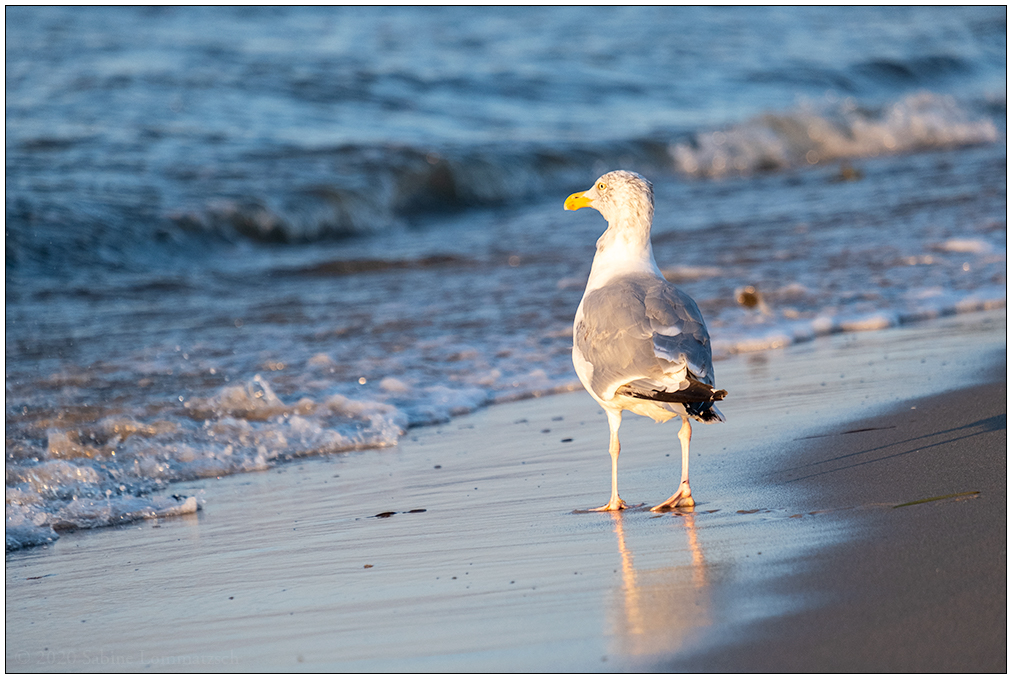 Glück am Meer – Möwe in der Abendsonne (20200812)