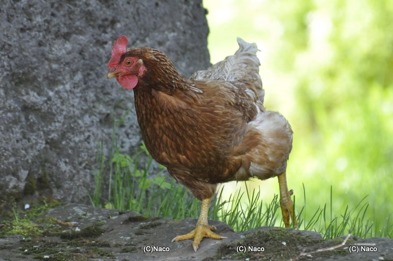 Glückliches Huhn