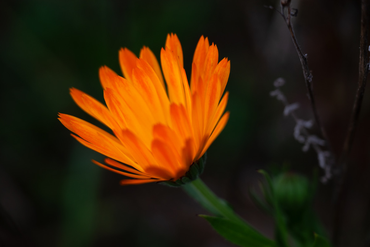 Glühende Tagetes 2.jpg