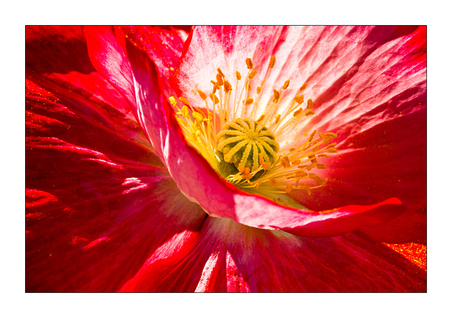 Glühender Mohn #1