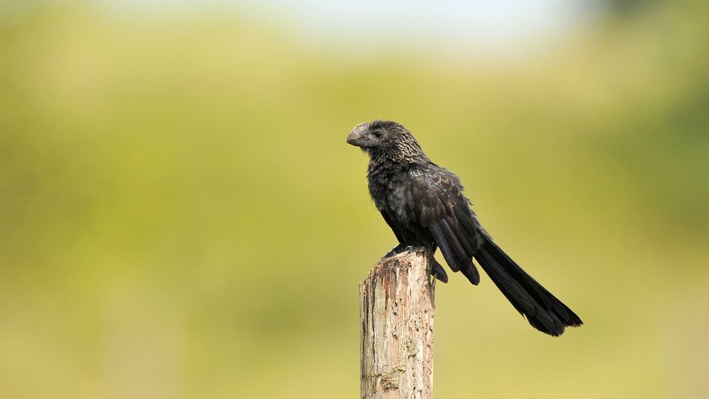 Glattschnabelani (smooth billed ani)
Rockview Lodge, Annai
3881