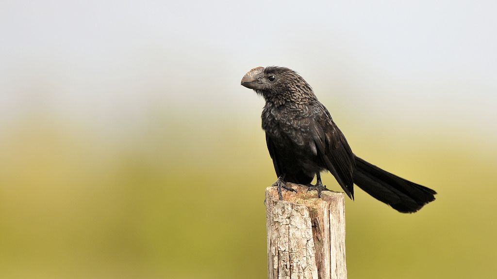 Glattschnabelani (smooth billed ani)
Rockview Lodge, Annai
3904