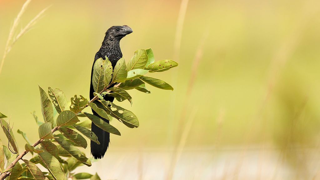 Glattschnabelani (smooth billed ani)
Rockview Lodge, Annai
3935