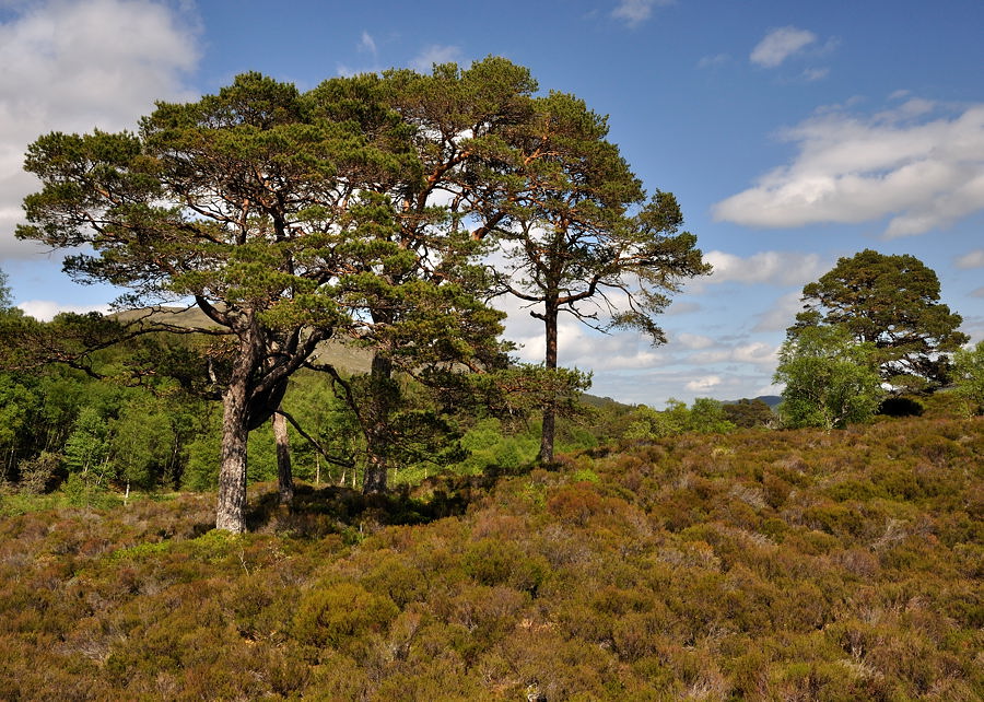 glenaffric1