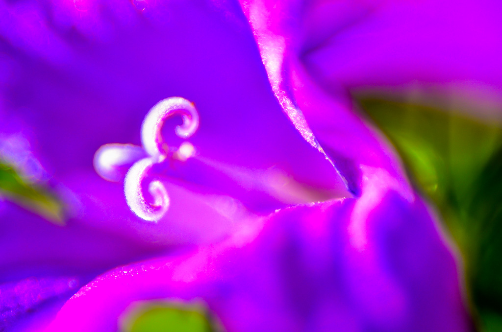 Glockenblume