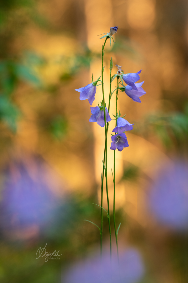 Glockenblume