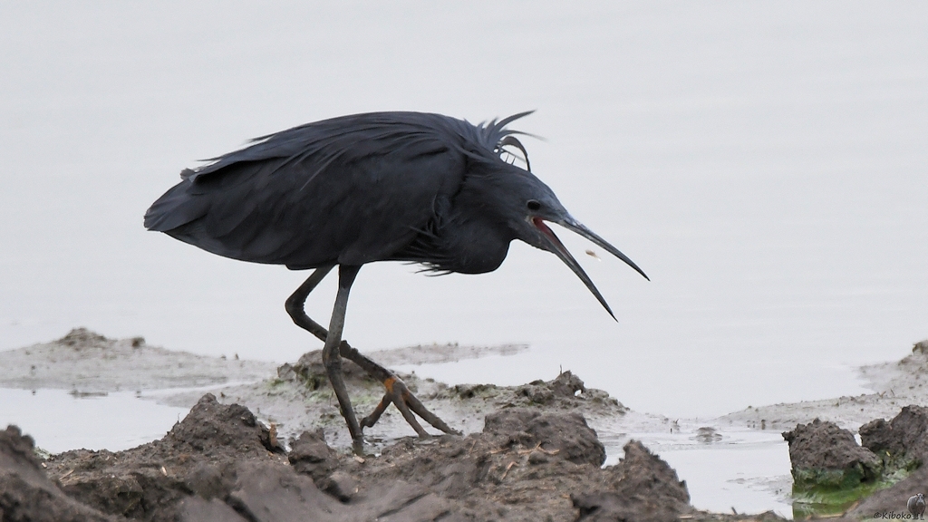 Glockenreiher (Black Egret)
Selous Game Reserve

s1480 Selous Black Egret 9758