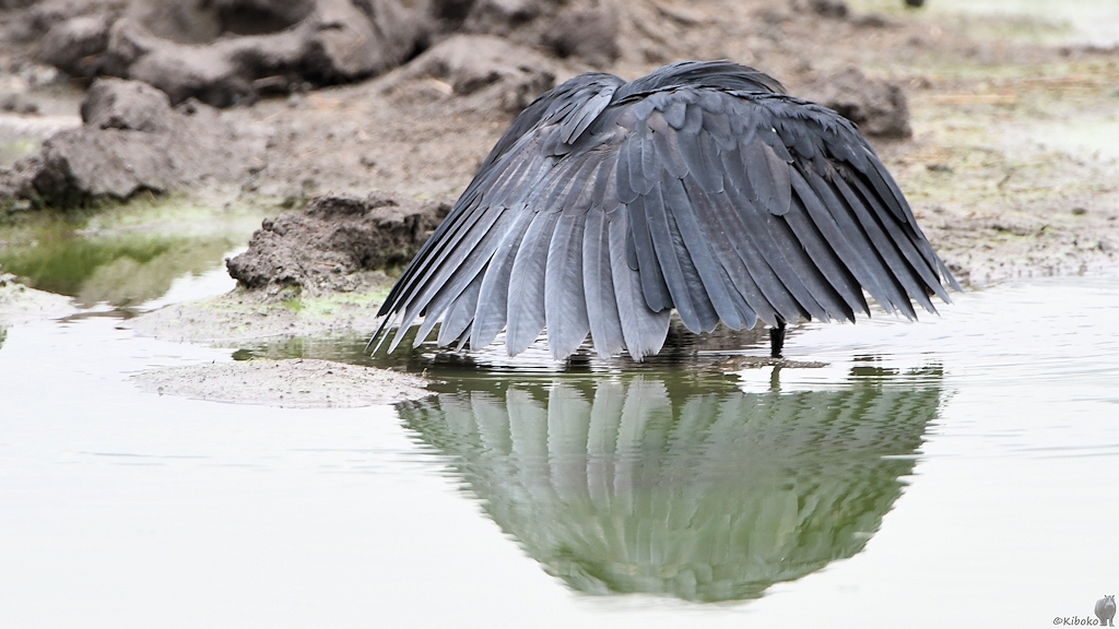 Glockenreiher (Black Egret)
Selous Game Reserve

s1480 Selous Black Egret 9789