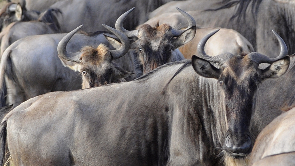 gnu 1