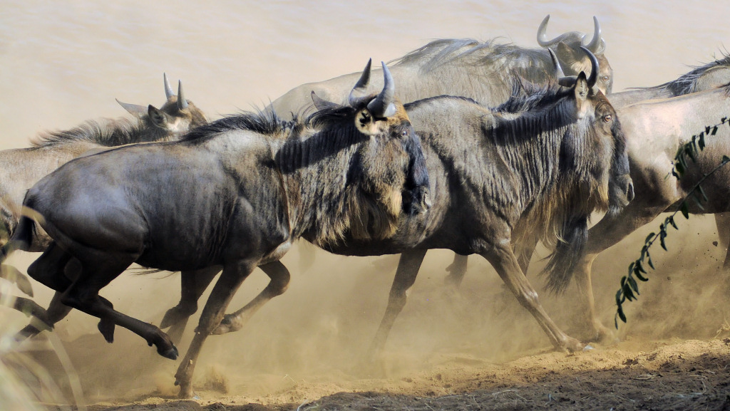 gnu 2