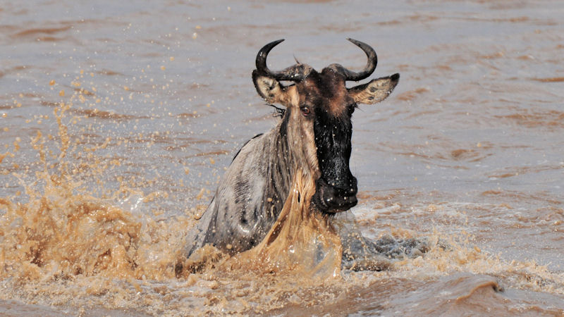 Gnu im Mara-River
3125