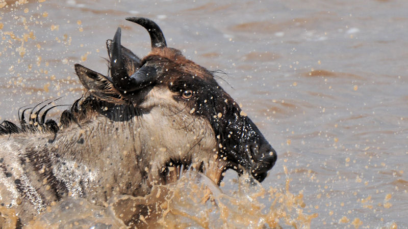 Gnu im Mara-River
3189