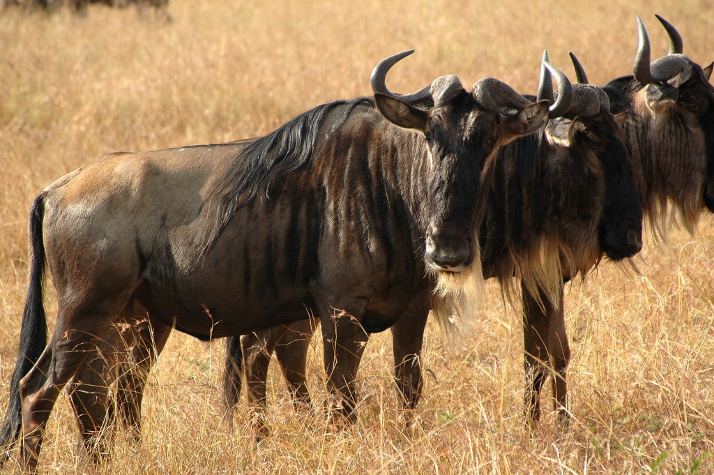 Gnu  Portrait