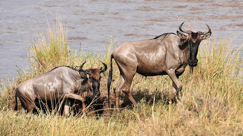 Gnus erreichen das rettende Ufer
Mara-River, Serengeti
0976