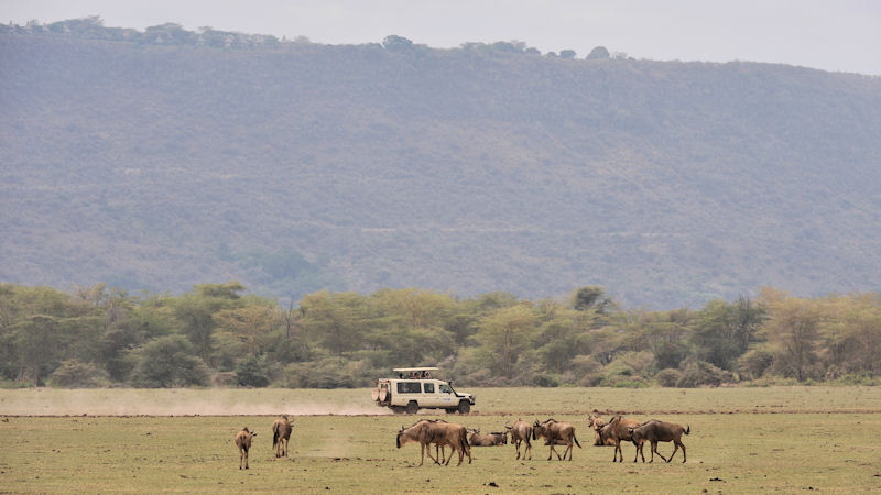 Gnus im Lake Manyara Nationalpark.
Auf der Grabenbruchkante befindet sich das
die Serena Lake Manyara Lodge
9760