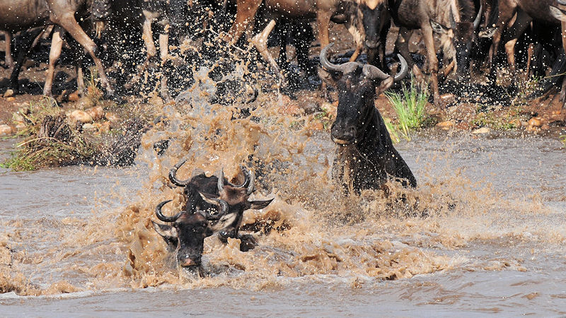 Gnus schwimmen/springen im Mara-River
2965