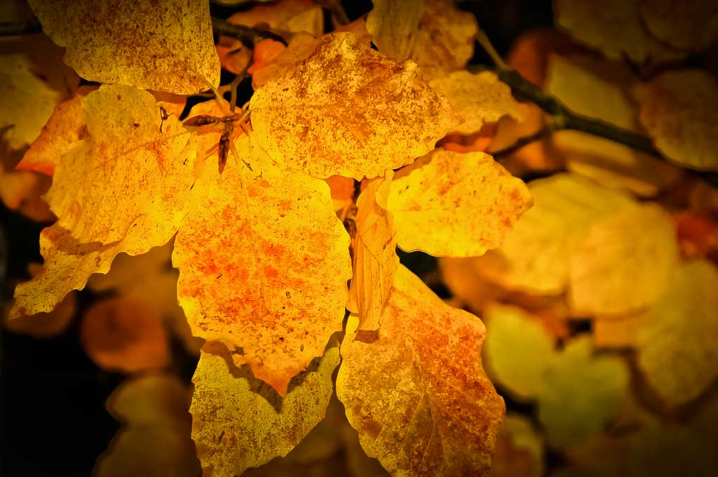 Gold im Wald