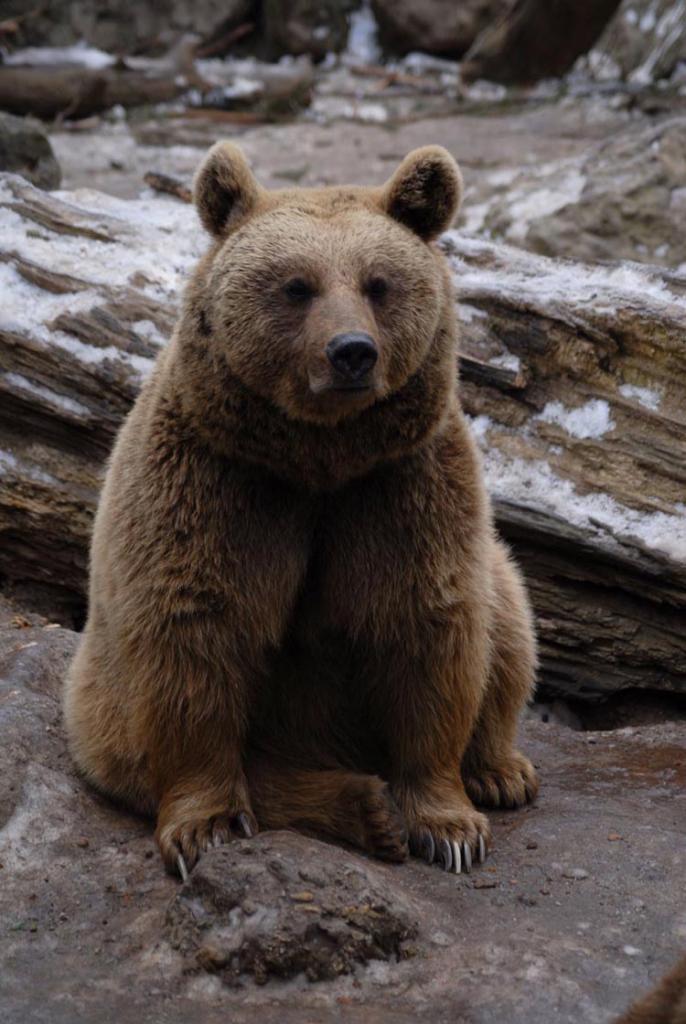 Goldbär
