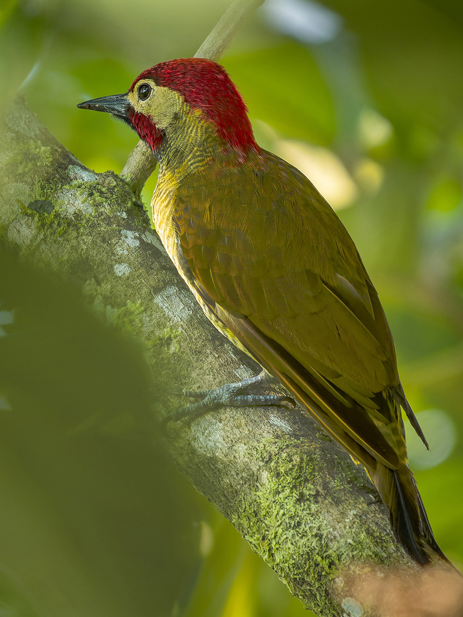 Golden-olive Woodpecker.jpg