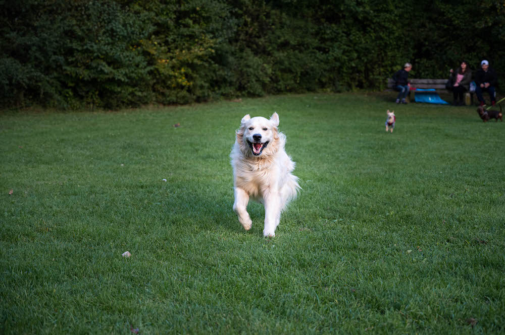 Golden Retriever Eddy
