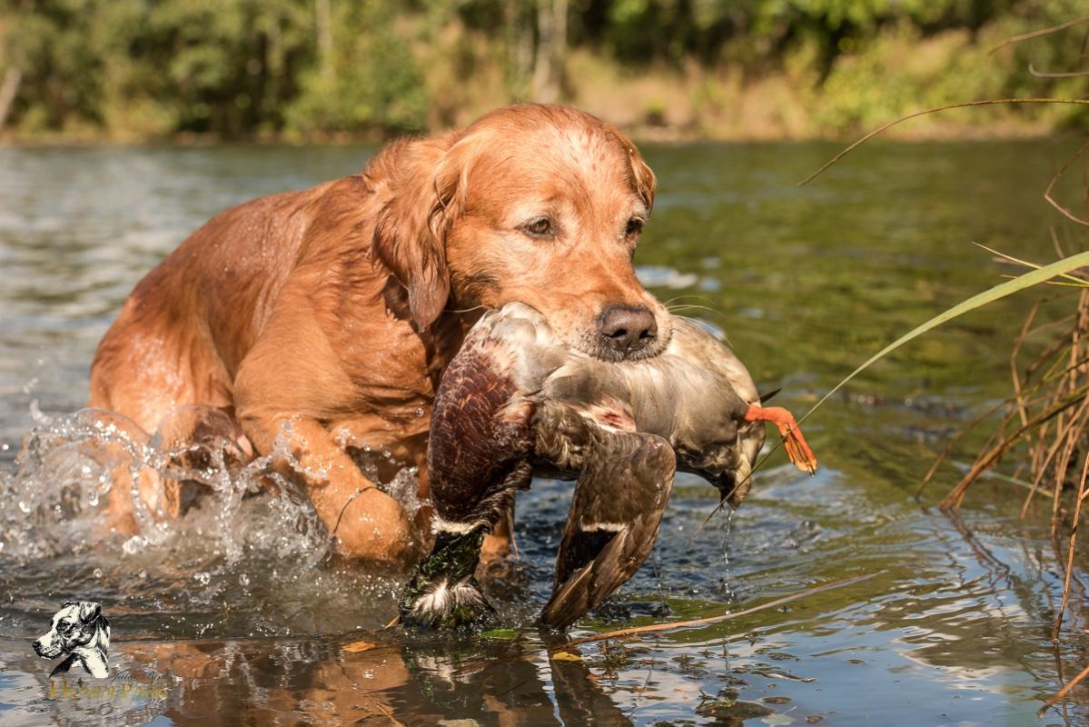 Golden Retriever