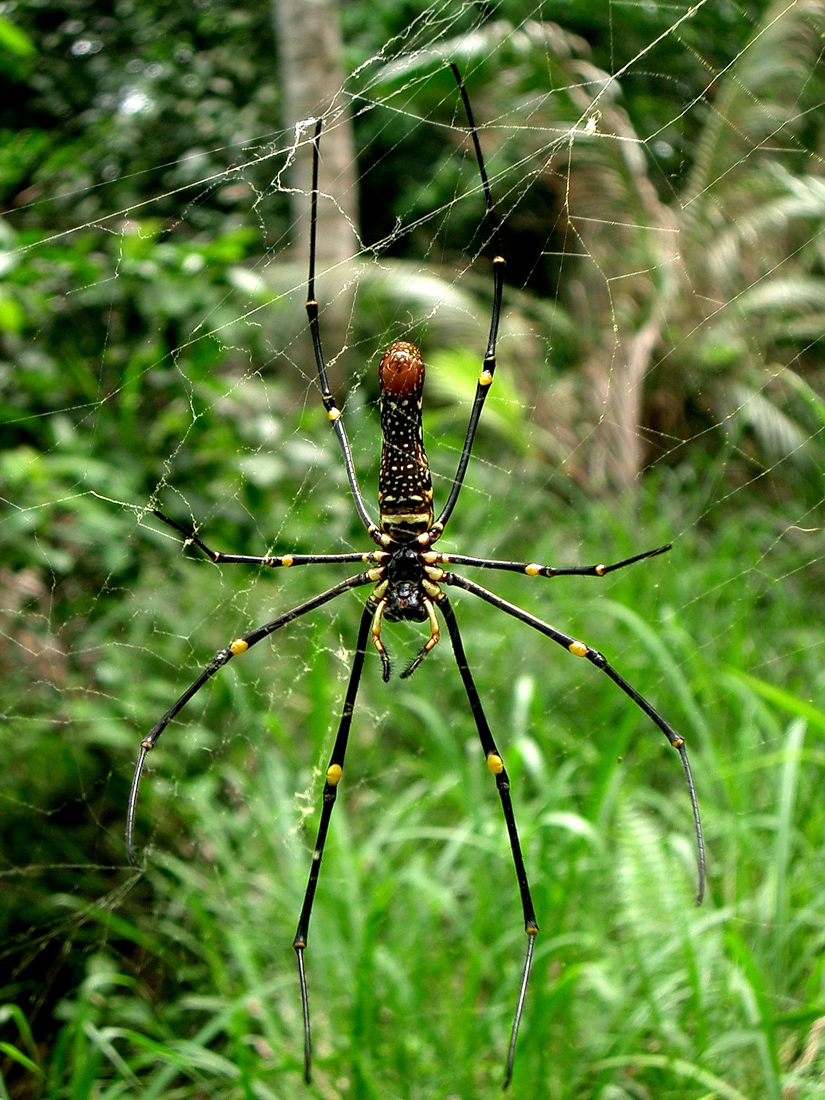 Golden Web Spider (?)